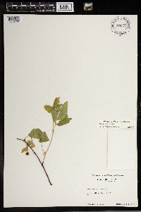 Image Associated With the Occurrence