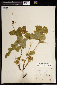 Image Associated With the Occurrence