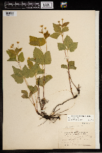 Image Associated With the Occurrence