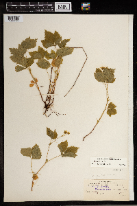 Image Associated With the Occurrence