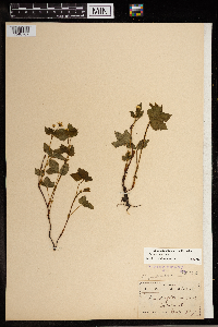 Image Associated With the Occurrence