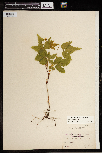 Image Associated With the Occurrence