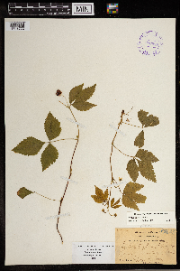 Image Associated With the Occurrence