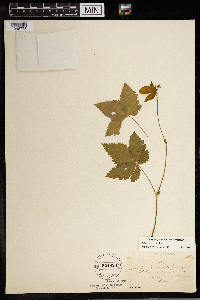 Image Associated With the Occurrence