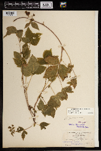 Image Associated With the Occurrence