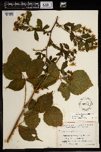 Image Associated With the Occurrence