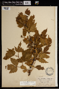 Image Associated With the Occurrence