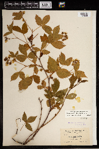 Rubus regionalis image