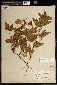 Rubus regionalis image