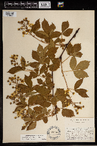 Rubus regionalis image