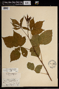 Rubus regionalis image