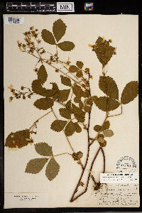 Rubus regionalis image