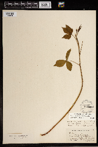 Rubus regionalis image