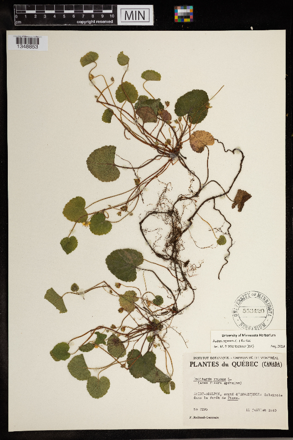 Rubus repens image