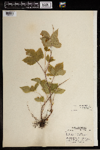 Image Associated With the Occurrence