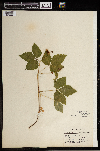 Image Associated With the Occurrence