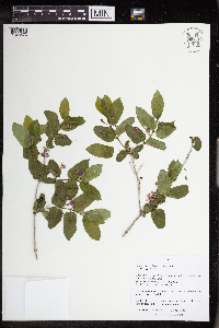 Lonicera tatarica image