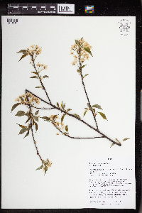 Prunus pensylvanica image
