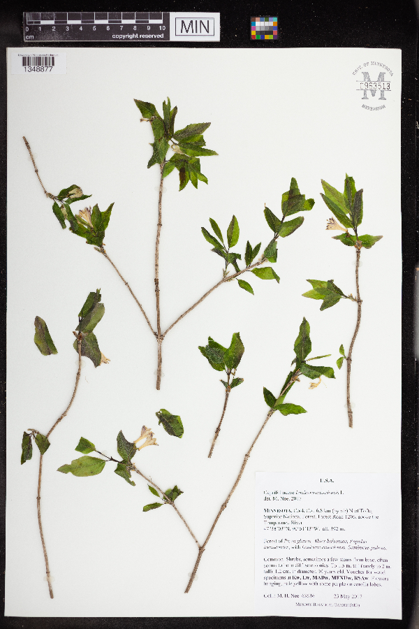 Lonicera canadensis image