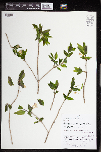 Media resource of Lonicera canadensis