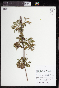 Sambucus racemosa image