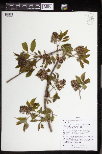 Sambucus racemosa image