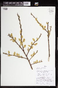 Image Associated With the Occurrence