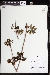 Sambucus racemosa image