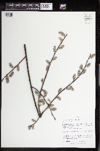 Salix humilis image