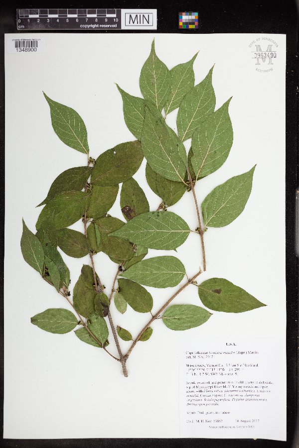 Lonicera maackii image