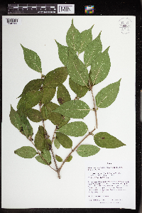 Media resource of Lonicera maackii
