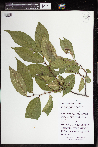 Image Associated With the Occurrence