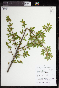 Euonymus alatus image