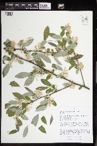 Image Associated With the Occurrence