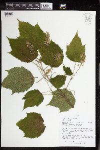 Acer spicatum image