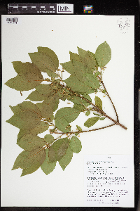 Image Associated With the Occurence