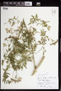 Conium maculatum image