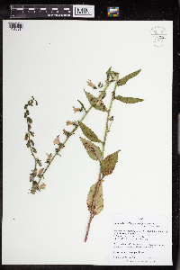 Campanula rapunculoides image