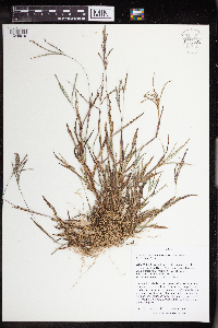 Digitaria ischaemum image