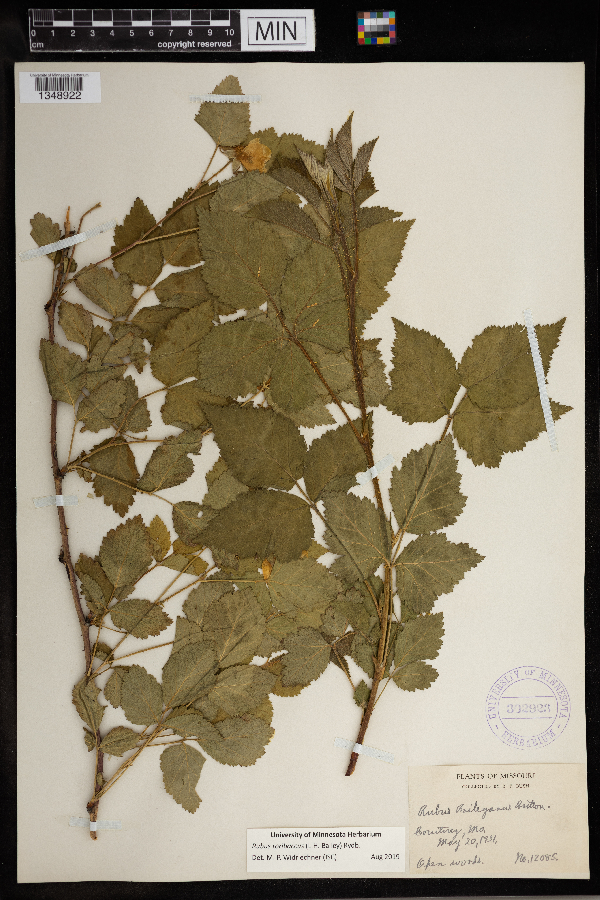 Rubus roribaccus image