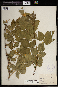 Media resource of Rubus roribaccus