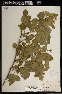 Rubus roribaccus image