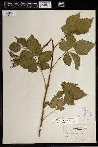 Rubus roribaccus image