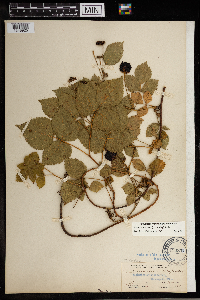 Rubus roribaccus image