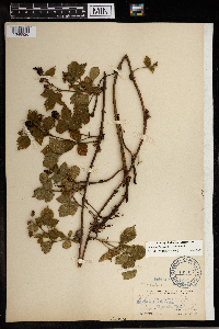 Rubus roribaccus image