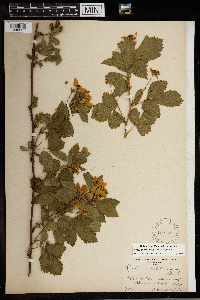 Rubus roribaccus image
