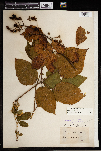 Rubus rosa image