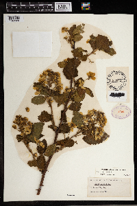 Rubus rosa image