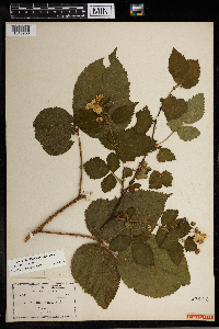Rubus rosa image