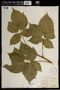 Rubus rosa image